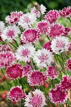50 Pink White Bachelor&#39;s Button Seeds Annual Seed Flower Flowers Garden - £11.98 GBP