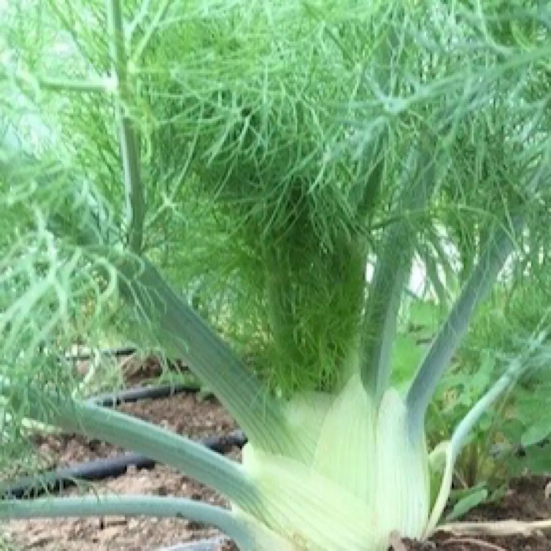 400+ FLORENCE FENNEL SEEDS (Foeniculum vulgare) Herbs Garden Seeds - USA - £6.15 GBP