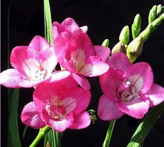 Fresh Seeds 20Pcs Freesia Flower Seeds Rose Pink Flowers - $13.24