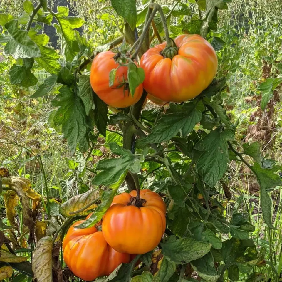 RAFH 30 Old German Tomato Seeds Heirloom, Multicolor Beefsteak Heirloom Seeds - $8.42