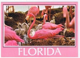 Florida Postcard Flamingos Close Up - £2.32 GBP