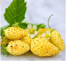 + 500 Seeds Woodland Strawberry Seeds Alpine Strawberry Wild Strawberry ... - $5.68