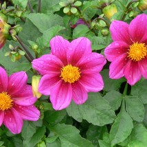 Dahlia Variabilis Mignon Rose Seed Fresh Seeds - $11.98