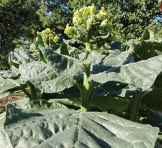 Tobacco Shag Tall Green 30/100/500 Pcs fresh seeds, Nicotiana rustica, T... - £4.71 GBP