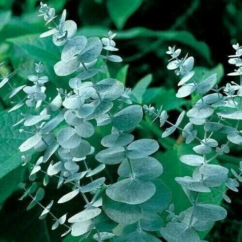 50 Silver Drop Eucalyptus Seeds Tree Flower Perennial Flowers Seed Fresh... - $9.98
