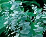 50 Silver Drop Eucalyptus Seeds Tree Flower Perennial Flowers Seed Fresh... - $9.98
