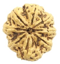 Rare Super Collector Size 8 Mukhi Rudraksha with 8 complete seeds - 30.0... - $444.65