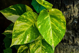 Epipremnum Aureum seeds DL420C - £4.47 GBP