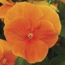 Pansy Orange Perenial Flower Seeds, 30 seeds, home garden hardy flowers - £7.45 GBP