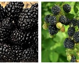 3 Pack - Big Daddy Thornless Blackberry Live Plants - £53.50 GBP
