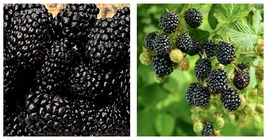 3 Pack - Big Daddy Thornless Blackberry Live Plants - £53.34 GBP