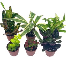 Premium Foliage Assortment, Colorful Fern Set, Different Variety of Plants, in 2 - £22.24 GBP