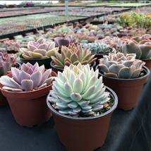 4&quot; Potted Live Assorted Succulent plants Perfect for Indoor Outdoor Garden Decor - £71.91 GBP+