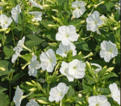 BStore 25 Seeds Four O’Clock White Purity Mirabilis Jalapa Night Blooms Non-Gmo - $9.75