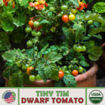 Tiny Tim Dwarf Tomato Seeds, Organic, Open-Pollinated, Non-GMO 10  Seeds - £9.52 GBP