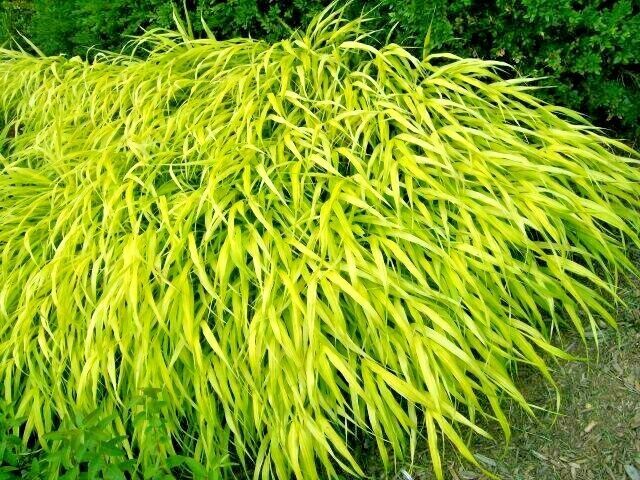 Best 30 ALL GOLD JAPANESE FOREST GRASS SEEDS Hakonechloa macra ' All Gold '