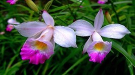 Hawaiian Tropical Bamboo Orchid Plant 2 Rooted Bulbs (Pack of 5) Grow Ha... - $84.99