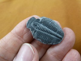 (F704-26) Trilobite fossil trilibites extinct marine arthropod I love fo... - $14.99