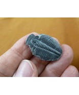 (F704-26) Trilobite fossil trilibites extinct marine arthropod I love fo... - $14.99