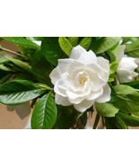 LimaJa Frost Proof GARDENIA / CAPE JASMINE Fragrant White Shrub Flower 5... - £4.78 GBP