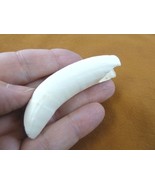 (G376-142) 3-1/8&quot; GATOR Alligator Aligator Tooth TEETH for jewelry BIG l... - $104.57 CAD