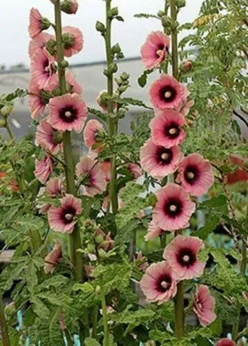 25 Light Dark Pink Hollyhock Seeds Perennial Flowers Garden - $10.98