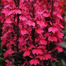 Lobelia Seeds 50 Pelleted Seeds Lobelia Starship Deep Rose Gardening USA Shippin - £15.48 GBP