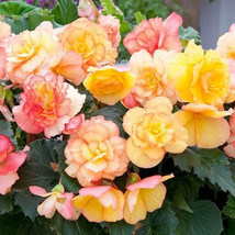Simple Pack 15 seed  Begonia tuberous on top sunset shades - £7.11 GBP