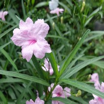 Southern Star Pink Flower Seeds Mexican Petunia 15 Seeds USA Fast Shipping - $16.53