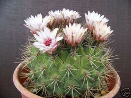 Gymnocalycium pflanzii, rare cactus pink flower bonsai semi seed cacti 50 SEEDS - £7.10 GBP