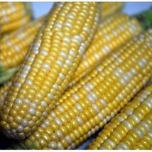 Grow Peaches And Cream Corn Seed Bicolor Sweet Corn Nongmo 50 Seeds - $9.11