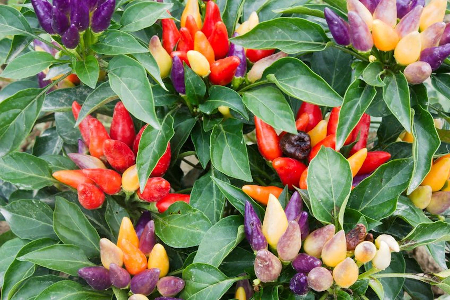 Vegetable Seeds -Sweet Pickle Pepper -Heirloom  Rainbow Colorful Fruit 1... - $15.19
