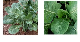 3000+ Champion Collard Greens Seeds Fresh Vegetable Seeds  - $42.99