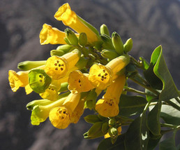 seeds 250 TOBACCO Nicotiana Glauca Yellow Trumpet Flower Herb Shrub Seeds - £21.17 GBP