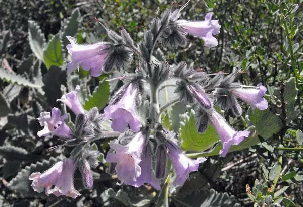 Eriodictyon Crassifolium Thick Leaf Yerba Santa 20 Seeds Garden - £20.81 GBP