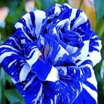 1 Professional Pack, 380 Seeds / Pack, Blue Stripe Rose Rare Rose Rose Bush Blue - £13.59 GBP