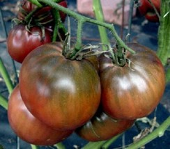 100 Tomato Seeds Black Russian Tomato Heirloom Tomato Seeds Garden USA Seeds - $12.00