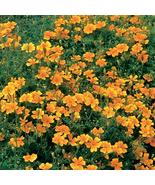 25+ Tangerine Gem Marigold Seeds | Bright Edible Orange Blooms - $23.13 CAD