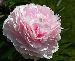 10pc PEONY SEEDS Garden Plant Flower blossom exotic USA seller FREE ship... - $5.65