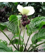 LKS Tacca Nivea White 10 Seeds Devil’S Whiskers White Bat Flower Plants ... - $11.33