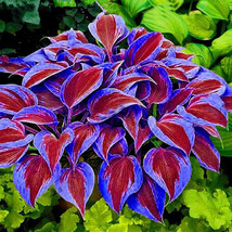 100 Blue Red Hosta Plant Seeds Hosta plantaginea Fresh Perennials - $4.75