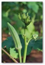 Okra Seed, Perkins Long Pod, Heirloom, Organic, Non Gmo, 100 Seeds, Okra Seeds - £5.56 GBP