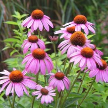 VC Purple Echinacea Coneflower Seeds Native Pollinator Perennial Cone Fl... - $9.77