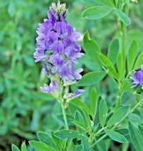 ALFALFA 150 SEEDS SPRING GARDEN MICROGREENS COVER CROP GREENS JUICING HE... - $4.21