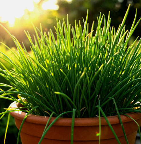 SD 1000 Chives Seeds Green Onion Perennial Garden Seeds - £7.11 GBP
