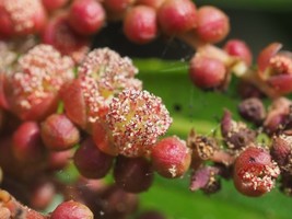 WILLOW-LEAVED WATER CROTON - SHUI LIU- Homonoia riparia 10+ Seeds E 387 - $82.66 MXN
