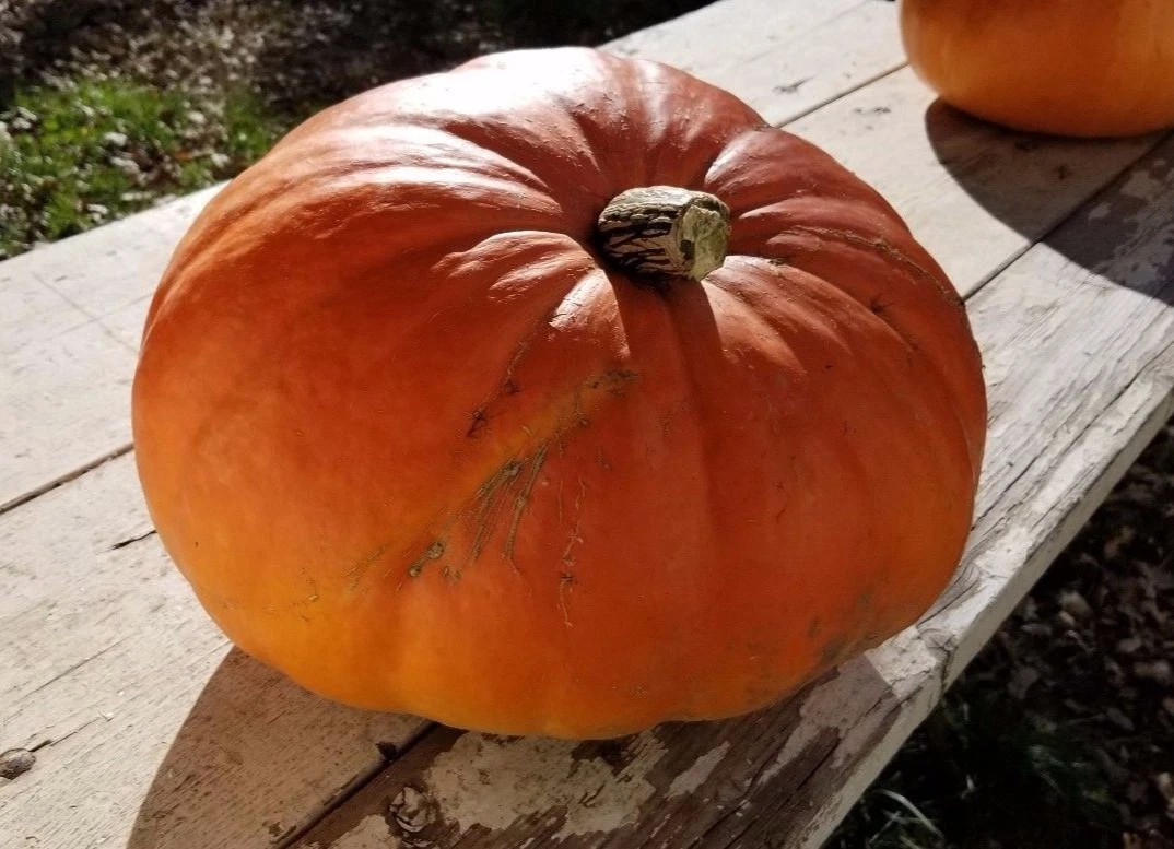 Cinderella&#39;s Carriage Pumpkin Seeds. - $15.07