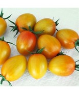 PSA 25 Tomato Seeds Sunset Torch F1 Variety 2022 Fast Grow - $56.89 CAD