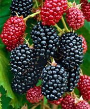 Live Plant - Blackberry - &#39;Ouachita&#39; thornless - Rubus ouachita - $29.00