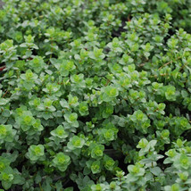 SGHOST Italian Oregano 300 Seeds Origanum Vulgare Bulk Wholesale Pizza Spice USA - $9.26